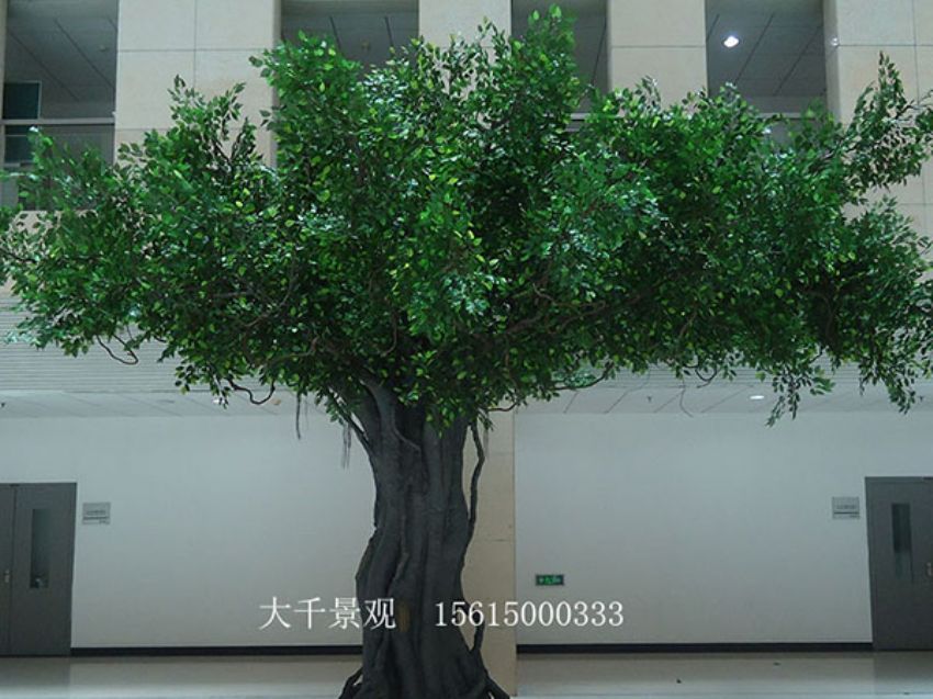 點擊查看詳細信息<br>標題：室內榕樹 閱讀次數：1353